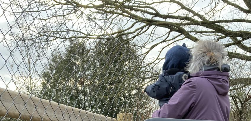 Dagplejer og dagplejebørnene kigger på heste på en gård tæt ved Dagplejen